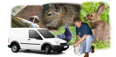 Camden Town local van